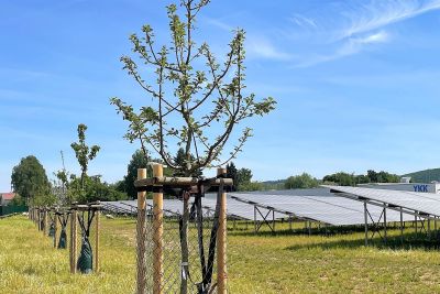 YKK Gelände mit Baum und Solaranlagen YKK Gelände mit Baum und Solaranlagen